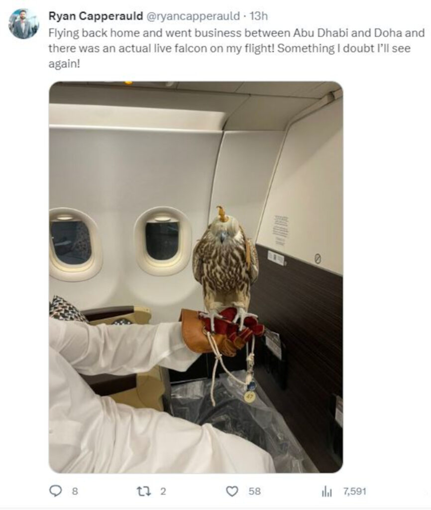 Tweet by Ryan Capperauld showing a falcon aboard a plane.